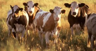 Cattle Feed Trucks For Sale: A Comprehensive Guide to Optimizing Livestock Nutrition