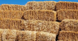 Hay Bed Trucks For Sale: Your Comprehensive Guide to Efficient Hay Handling