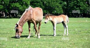 New Knuckle Boom Trucks For Sale: A Comprehensive Guide to Investing in Precision and Power