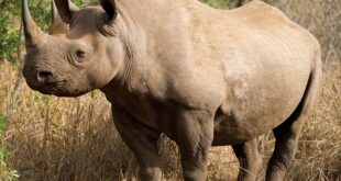 Rhino Paintjob: The Ultimate Guide to Unyielding Protection and Aesthetic Versatility